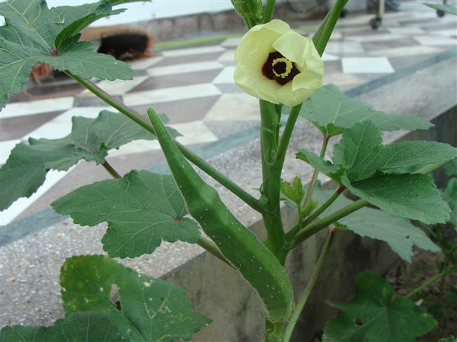 Abelmoschus esculentus